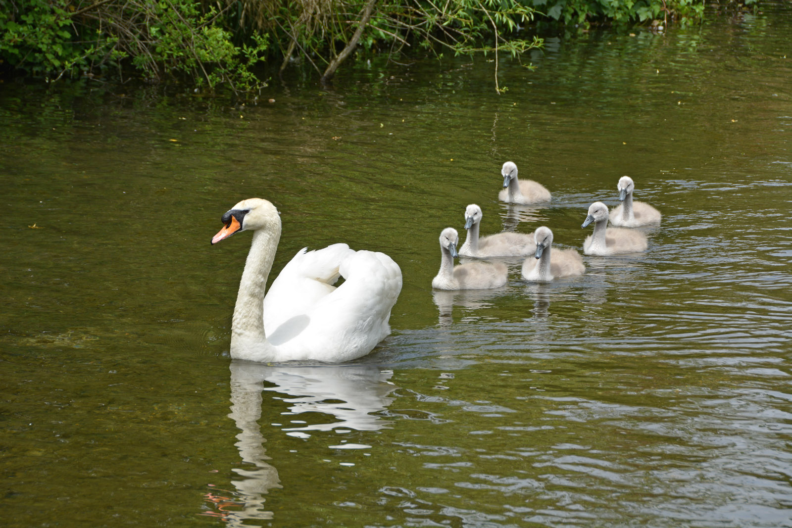 9-swans